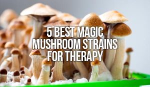 best magic mushrooms strain for terapy